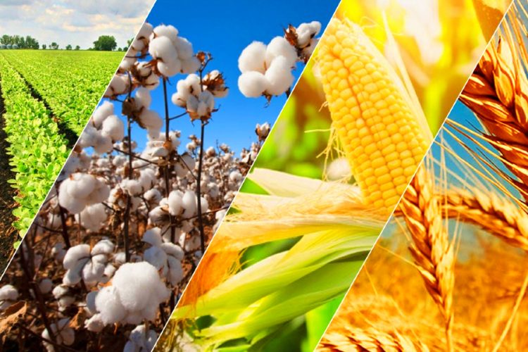 Why Investing in Agriculture commodities can be Lucrative for Value Investors